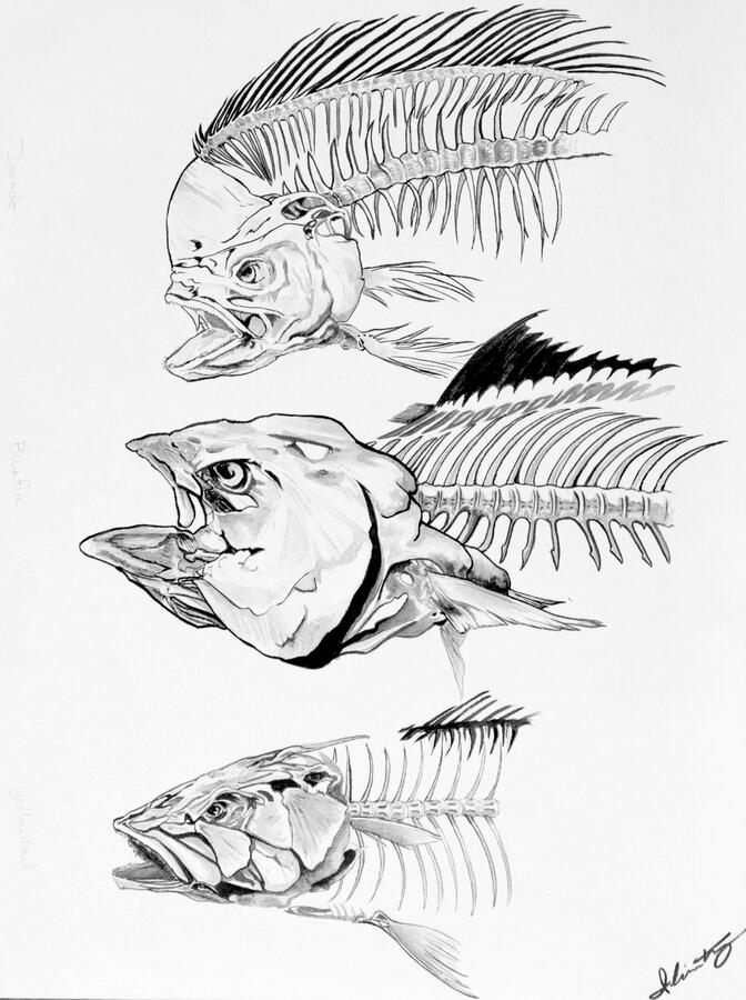 Bone Fishes - ink