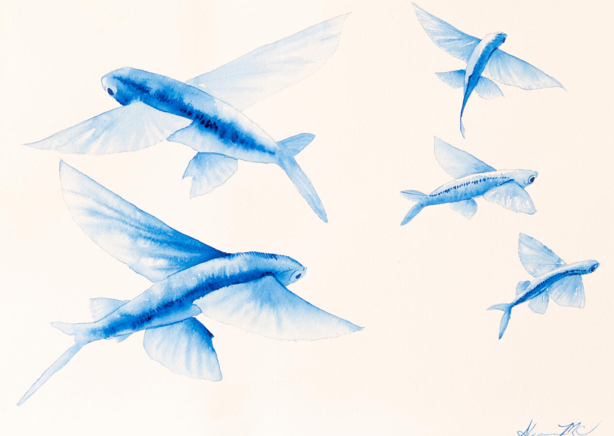 Flying Fishes