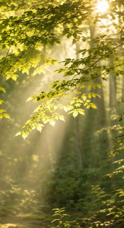 Komorebi 木漏れ日 The light between leaves—and the small moments we almost miss.