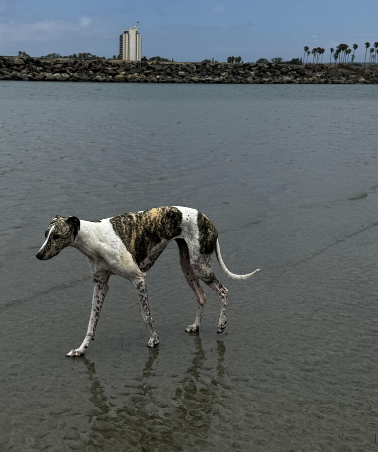 Breeze exploring Ocean Beach