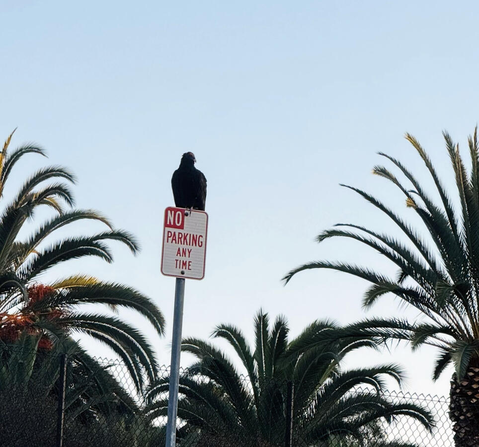 Things spotted on my morning walk