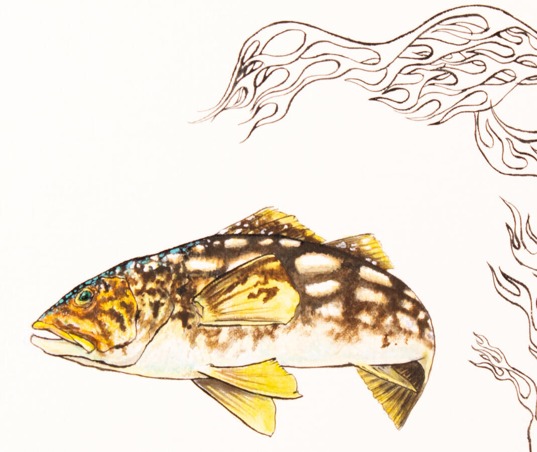 Calico Fish